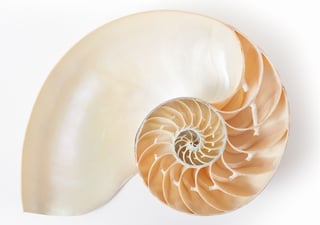 AdobeStock_shell_small.jpg