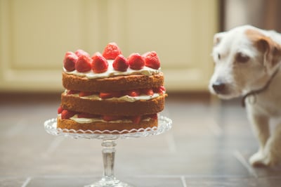 stockphoto-dog-cake